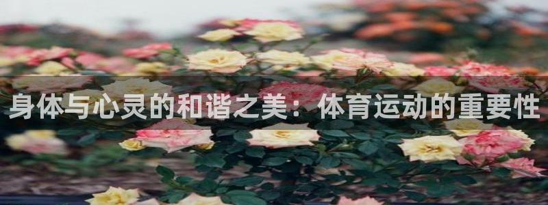 vsport体育